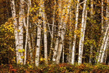 Birch tree trunks in fall at Harrington Beach State Park, Belgium, Wisconsin