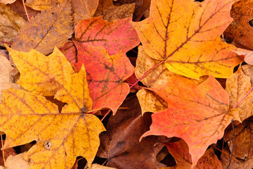 Overlapping maple leaves with their various colors of reds, yellows and orange, on the ground within the Pike Lake Unit, Kettle Moraine State Forest, Hartford, Wisconsin in late October