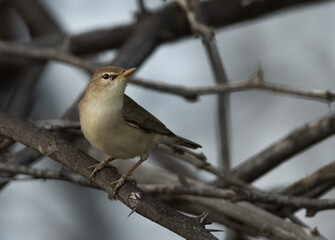 Upchers Warbler perched on a tree at Hamala, Bahrain