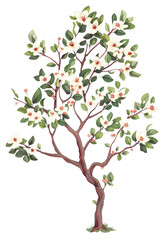 Obraz premium PNG Hawthorn Tree flower tree illustrated.