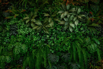 Nature leaves, green tropical forest, backgound concept
