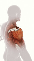 Fototapeta premium Highlight pain and injured shoulder muscles