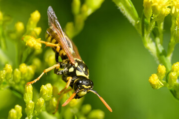Haus-Feldwespe auf der Goldrute