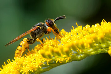Bienenwolf auf der Goldrute
