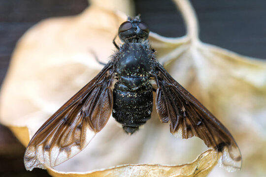 Gew&ouml;hnlicher Trauerschweber im Garten