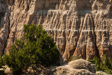 Junipers grow along the dried hillsides within the Badlands National Park, South Dakota