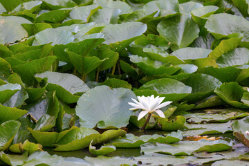 Water Lily at Riverside Park Gardens