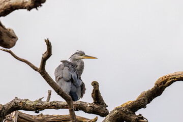 Grey Heron standing on a dead treeat Riverside Park Gardens