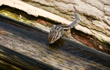 水を飲むシマリス
