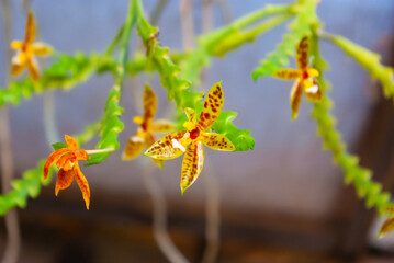 Colourful Tropical Orchids Blossoming in Natural Habitat. Close-up of Stunning Tiger-striped Phalaenopsis Flowers on Curved Branch