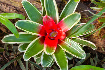 Stunning Tropical Bromeliad with Scarlet Center and Green Rosette. Exotic Neoregelia Species Thriving in Natural Habitat