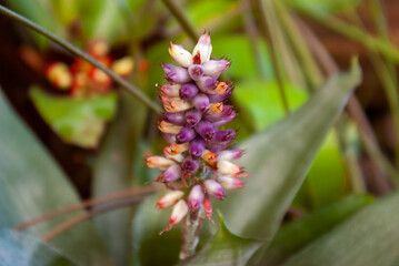 Exotic Tropical Flower Blooming in Lush Rainforest. Vibrant Purple and Pink Blossoms of Rare Jungle Plant