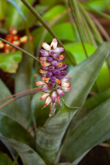 Fototapeta premium Exotic Tropical Flower Blooming in Lush Rainforest. Vibrant Purple and Pink Blossoms of Rare Jungle Plant