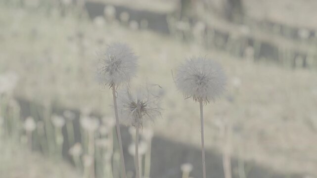 Fleurs dans champs en log