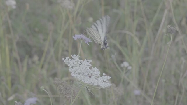 Papillon et fleurs en log