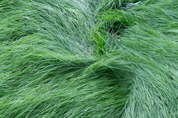 feather grass background