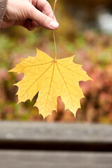 Close-up of hand gently holding bright yellow maple leaf with beautiful autumn colors in background