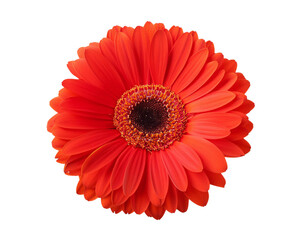 Gerbera, isoliert auf wei&szlig;en Hintergrund, Freisteller, Transparent