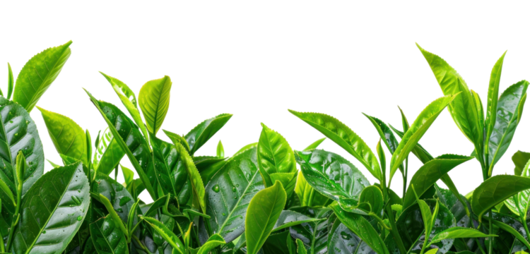 PNG Fresh green leaves background