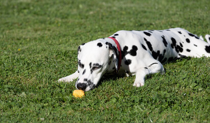 A Dalmatian eats an ice cream on the meadow