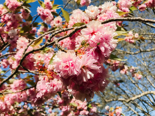 Pink flowers on a tree branch with a blue sky in the background