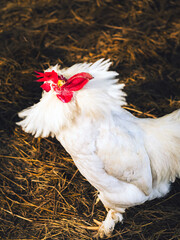 White hen standing in a field of straw. Portrait of a beautiful white chicken looking for grain in the straw. Chicken laying hen white with red large crest. Hen in a farmyard. Poultry farming concept.