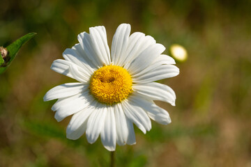 Fototapeta premium Fresh Spring Daisy Blooming in Sunlit Meadow. Macro Shot of Single White Wildflower with Bright Yellow Center Amidst Green Grass