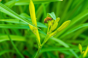 Honey Bee Pollinating Yellow Wildflower Amidst Lush Green Grass. Macro Photography Captures Nature's Delicate Balance in Spring Meadow.