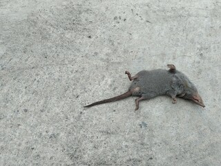 Dead mouse 1
Dead rat lying outside the room