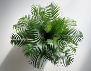 topdown view of lush areca palm in modern planter vibrant green fronds radiating outward on minimalist white surface