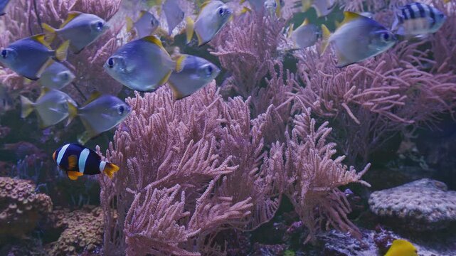 Colorful surgeonfish fishes sea aquarium coral reef water