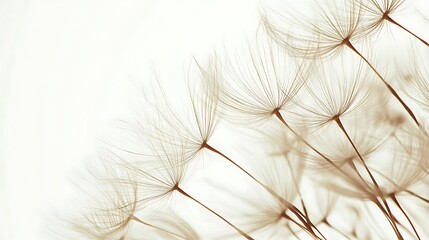 Delicate Dandelion Seeds Against a White Background