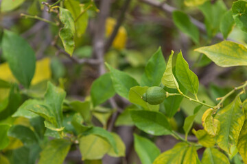 Lime in green leaf on Thassos island - Greece - Archangelos monastery area