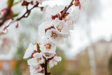 A branch of white flowers with brown tips