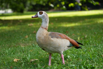 Oiseau 