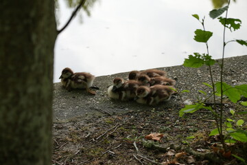 Poussin