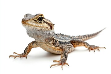 Obraz premium Lizard climbing and basking isolated on a white background