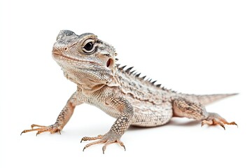 Fototapeta premium Lizard climbing and basking isolated on a white background