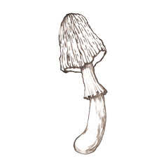 Graphic illustration with mushroom on white background