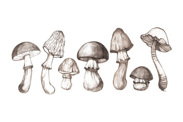 A collection of graphic illustrations of mushrooms