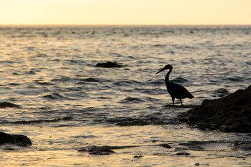 MAYA BAY, KOH PHI PHI LEE, THAILAND - NOVEMBER 14, 2016: Silhouette of a heron looking for fish in...