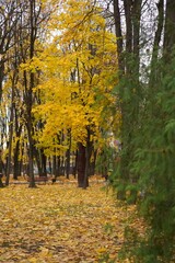 Fototapeta premium autumn in the forest