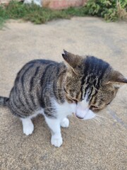 Wild cat on the street