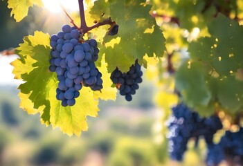 A view of a bunch of Grapes on a vine
