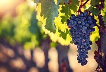 Fototapeta premium A view of a bunch of Grapes on a vine