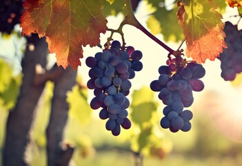 Fototapeta premium A view of a bunch of Grapes on a vine