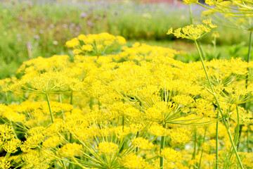 Background. Beautiful umbrella of blossoming dill