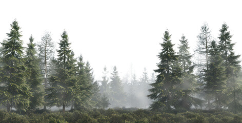 PNG Serene misty evergreen forest landscape