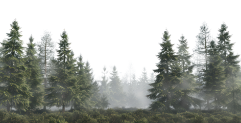 PNG Serene misty evergreen forest landscape