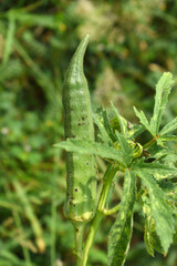 Lady finger or Okra on a plant, Fresh okra plant, Okra closeup on the tree, Lady Fingers or Okra vegetable on plant in farm organic vegetables, Close up of Lady finger, Chakwal, Punjab, Pakistan